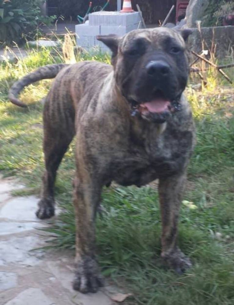 KENIA DE LA JACHA 1