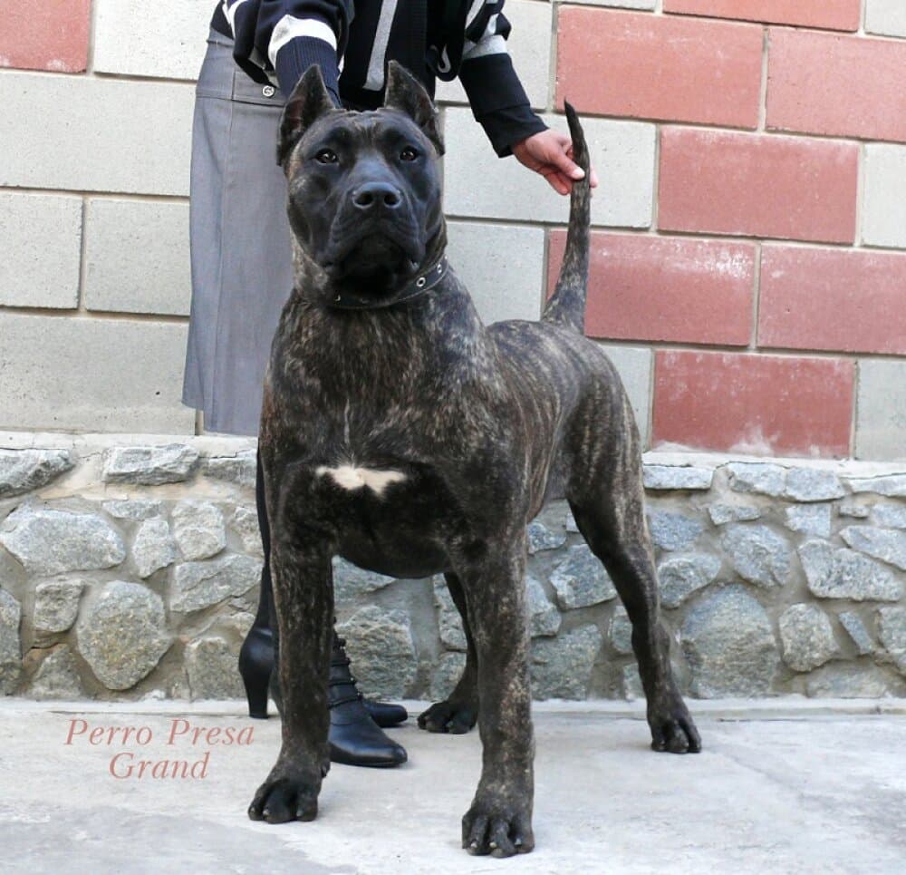 VALKYRIA PERRO PRESA GRAND 1