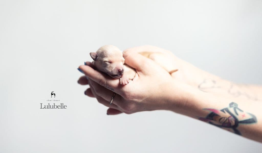 Chartbeat Lulubelle 1