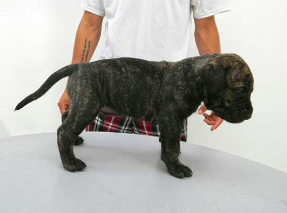 BRONCO DE PEYRE KENNELS 1