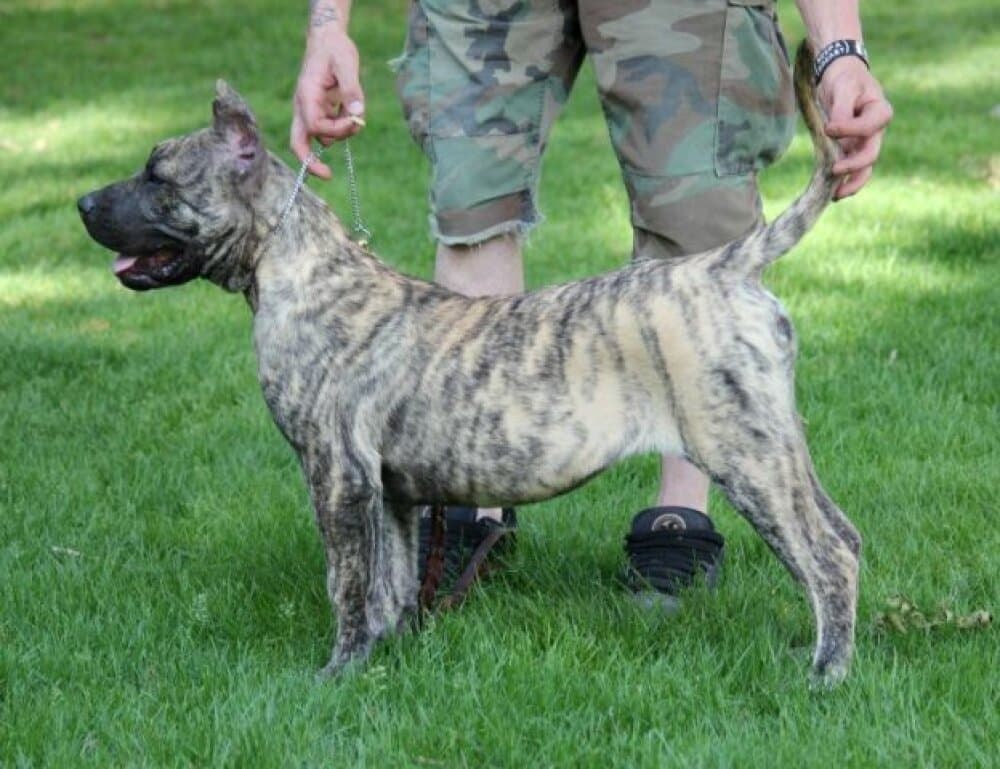 JAZZY DE CANARIAN BULL 1