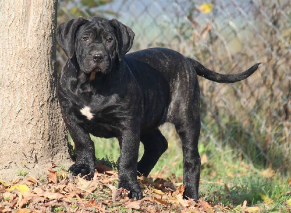 BOSS BULL CANARIO ULLA 1