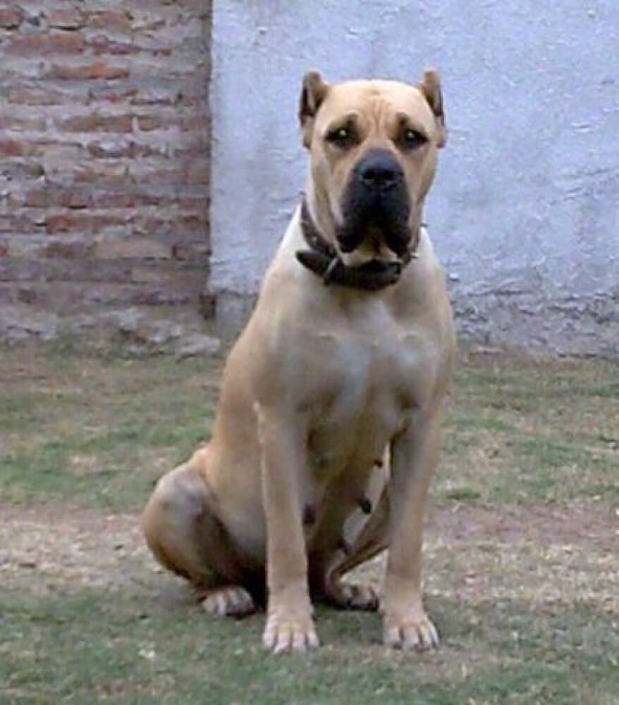 GAUCHA DE RANCHO BRAVO 1
