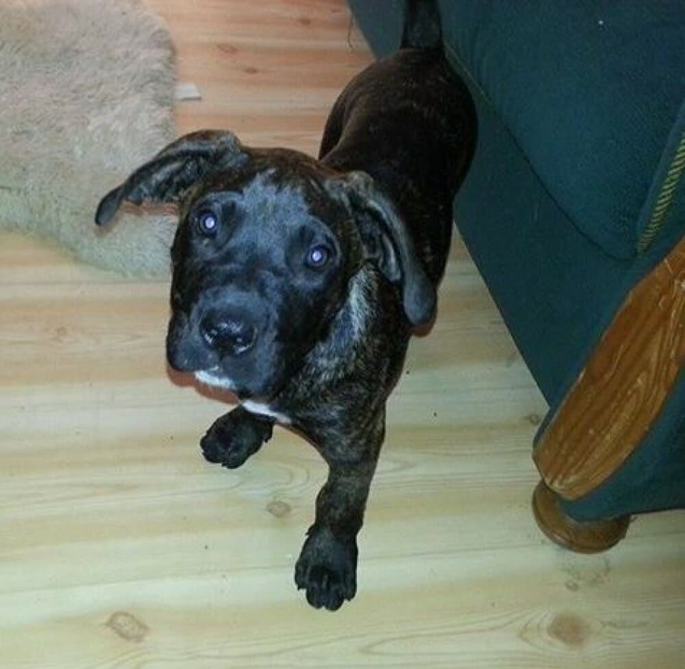 HERCULES K9 MADNESS 1