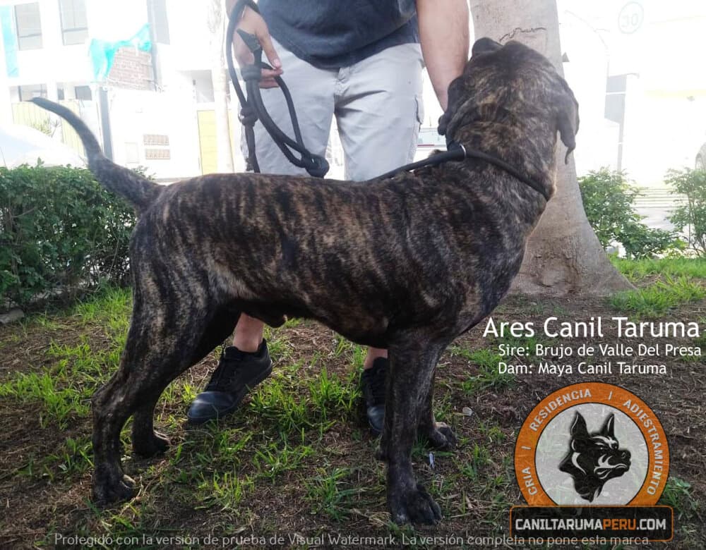 ARES CANIL TARUMA 1