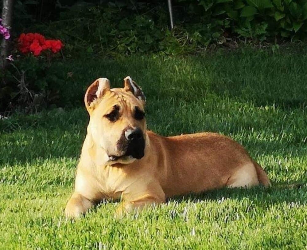 CHLEO OF THUNDER RIDGE 1