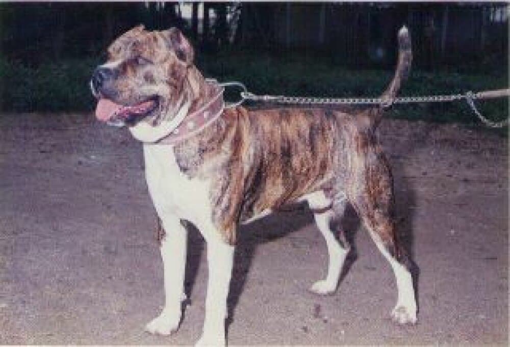TAYSON DE ATLAS ASIO 1