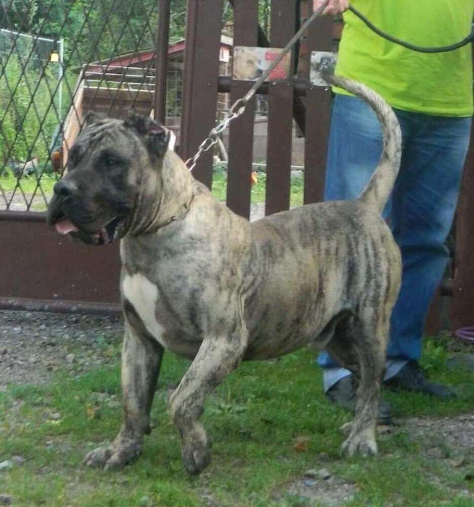 AGBAR TIRKE BULL 1