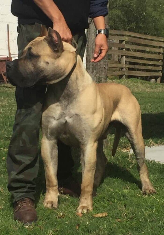 PREMIER PRESAS TITAN 1