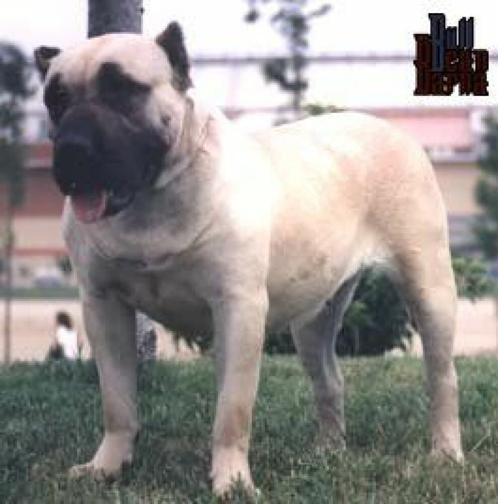 BIELA 1