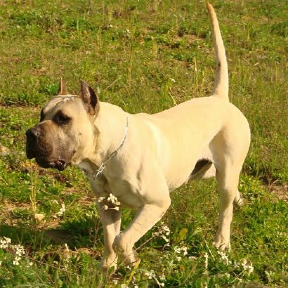 BOCANEGRA DE GUADALCAN 1
