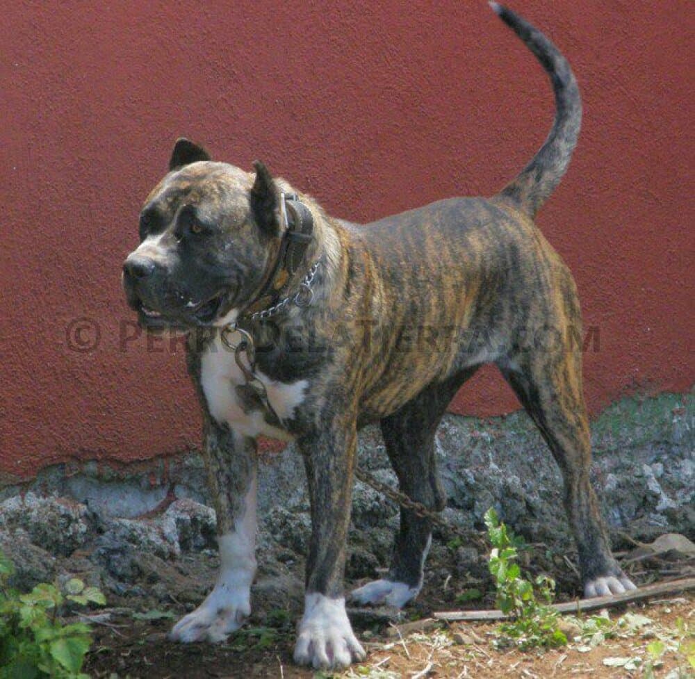 Chasna 1