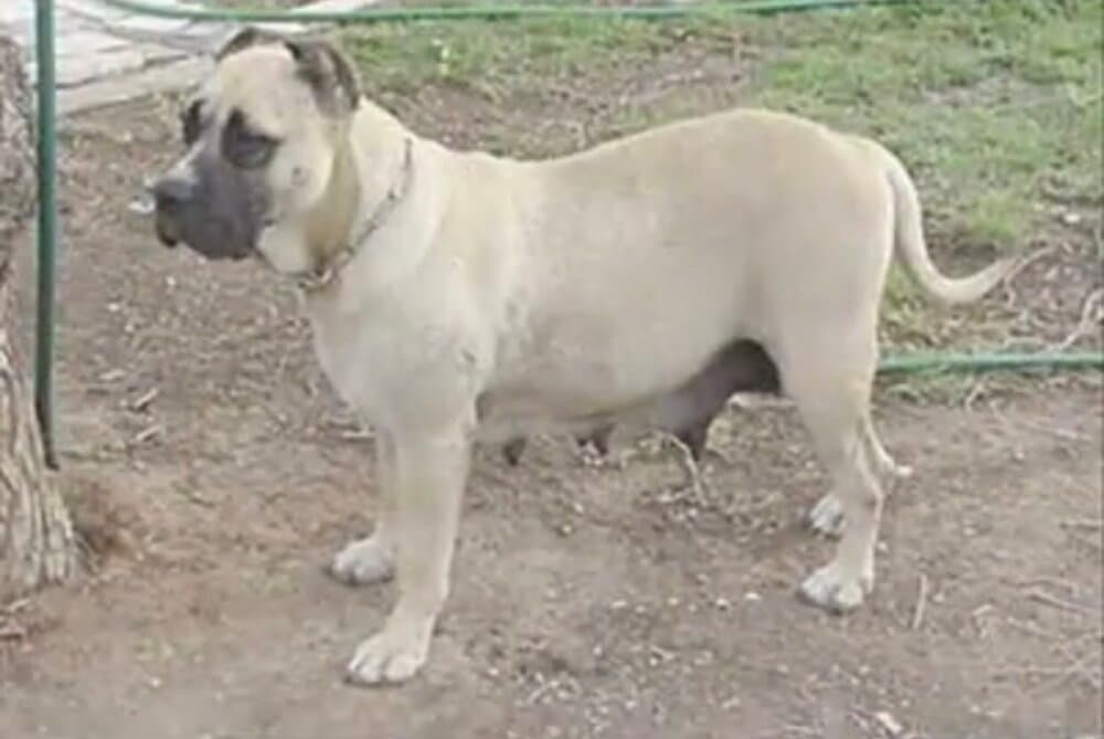 CANELA DEL ALTET 1