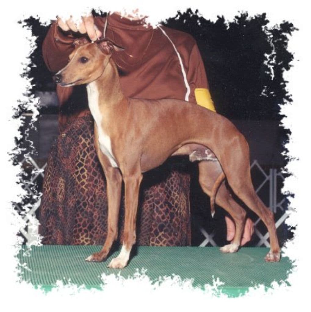Winsome Ottenere Strokin 1
