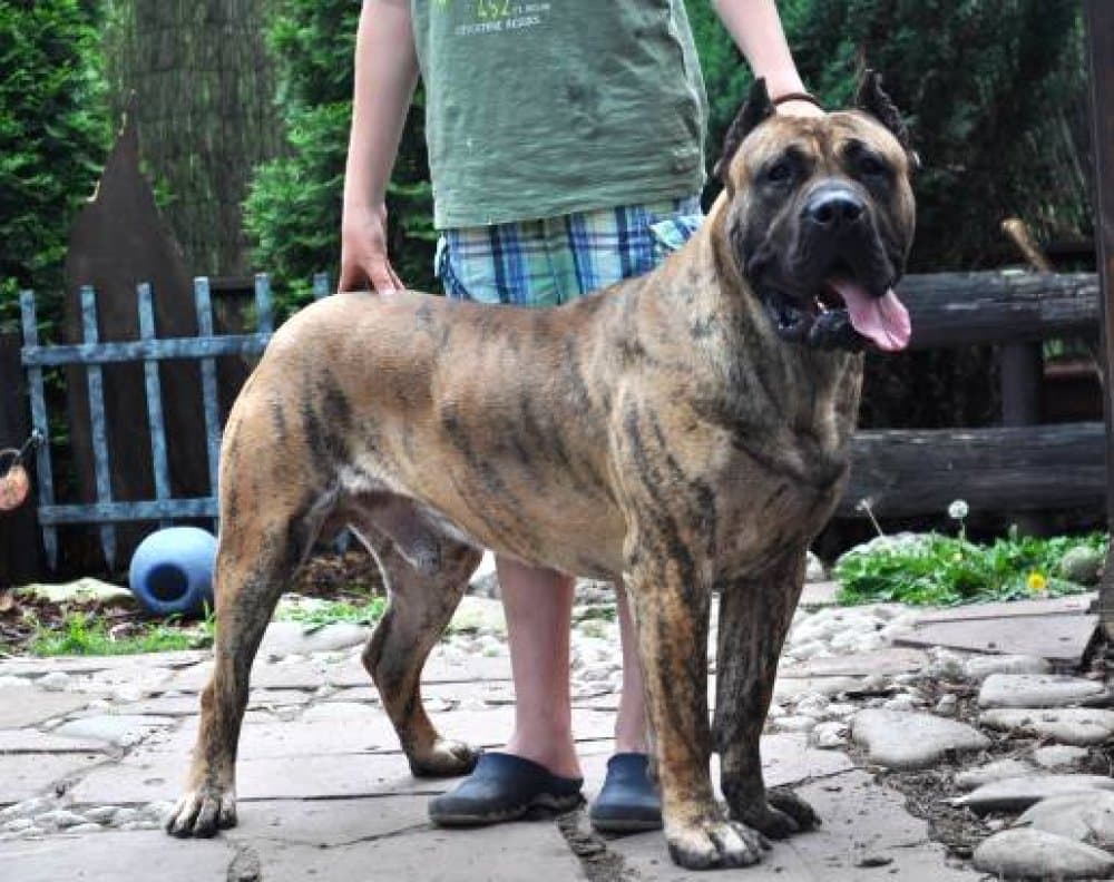 PHANTOM BALUARTE DE LOS PERROS 1