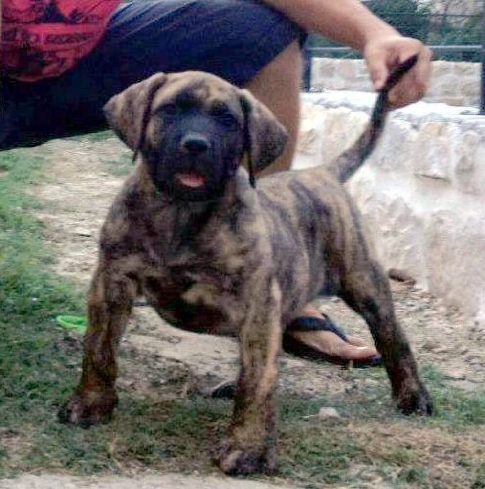 NINA DE SPALATO BULL 1