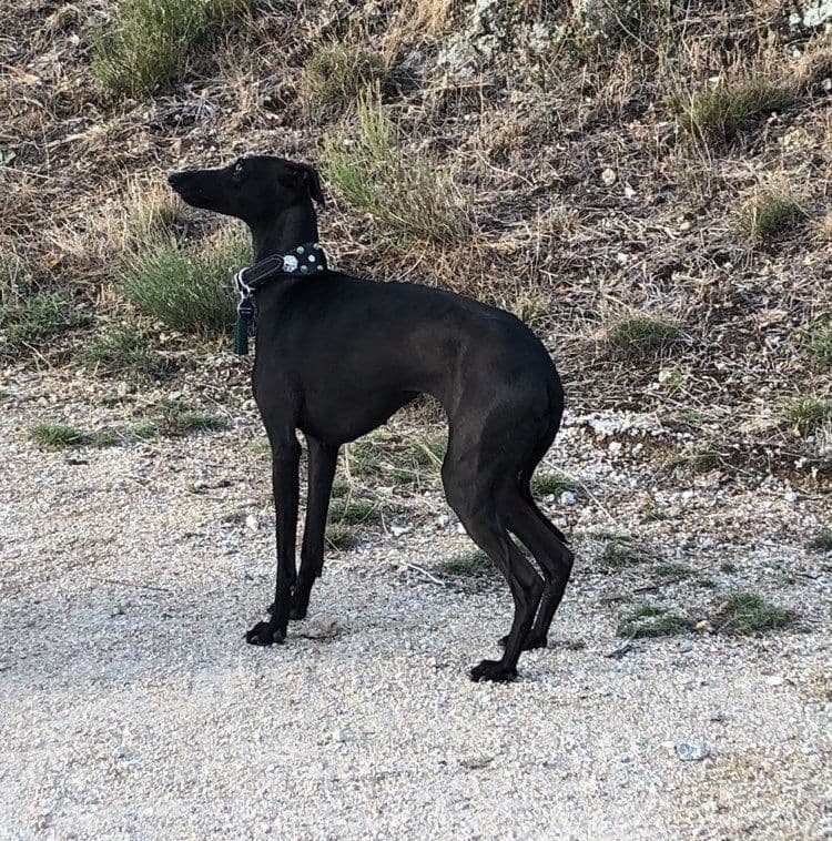 Costa D'Amber Joli Italienne 1