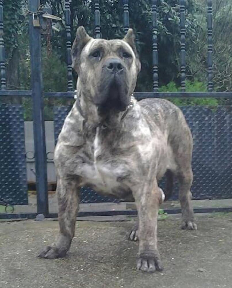 NEMESIS DE LA JACHA 1