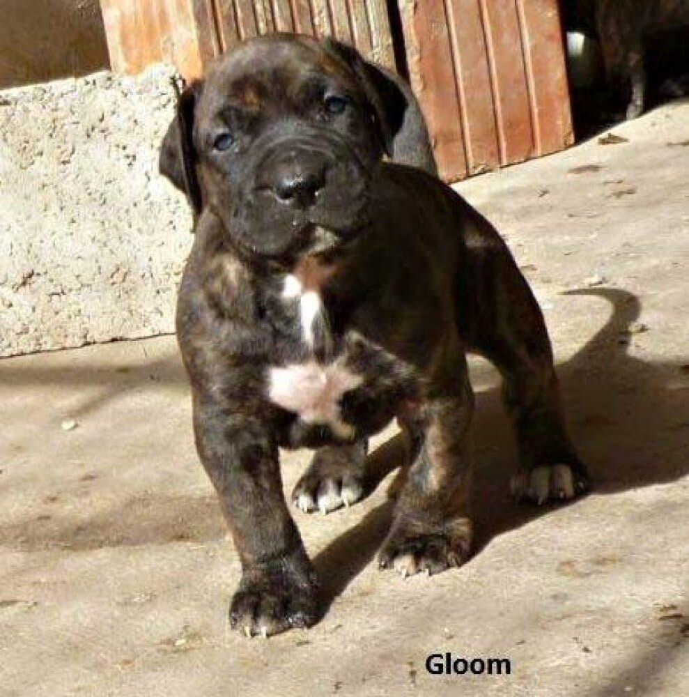 GLOOM GOLDENWINGS 1