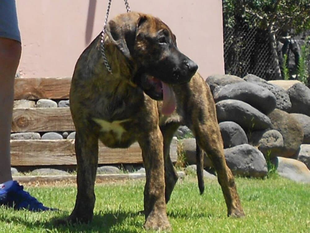 ENEKO DEL XAGOTERO 1