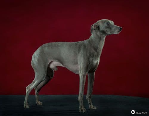 Italo Kiro Bella P'Yari Sarna 1