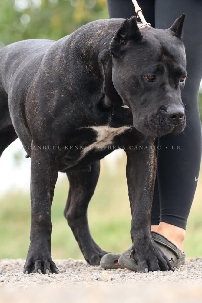 INDIA SABURO KENNELS 1