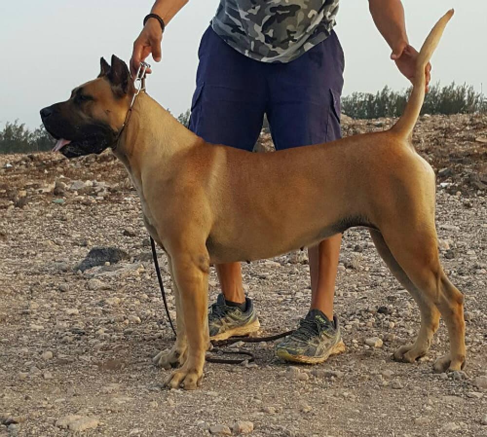 LAYA DE HORNOS DE CAL 1