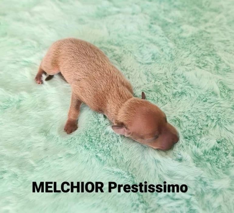 Melchior Prestissimo 1