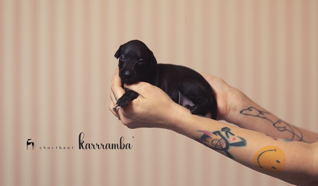 Chartbeat Karrramba' 1