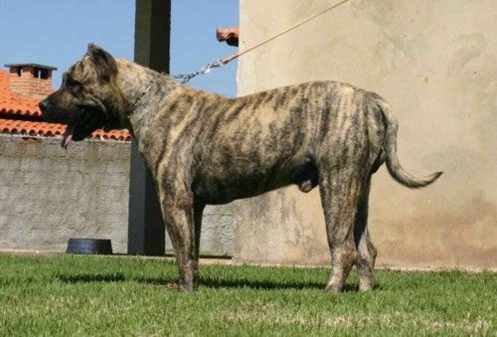 ULISES DE BARNACAN BULL 1