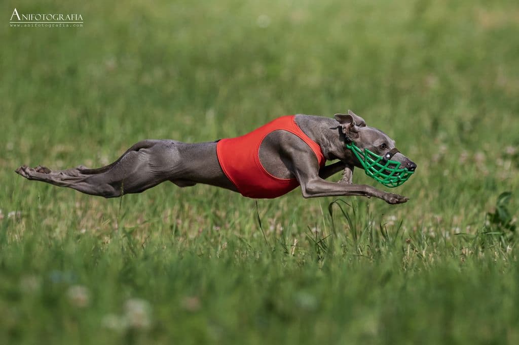 Donatello Bimbo Bello Dai Giardini Dello Zar 1