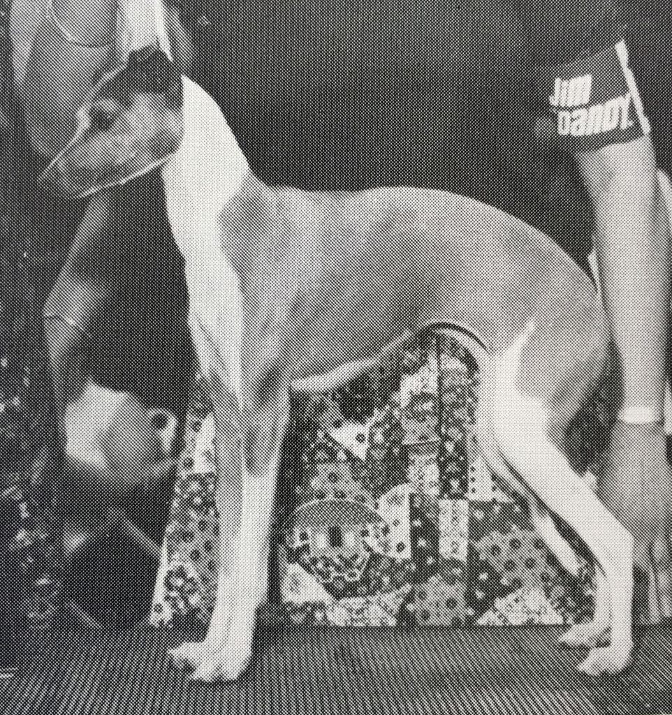 Lenlo's Sandy Of Royalty 1