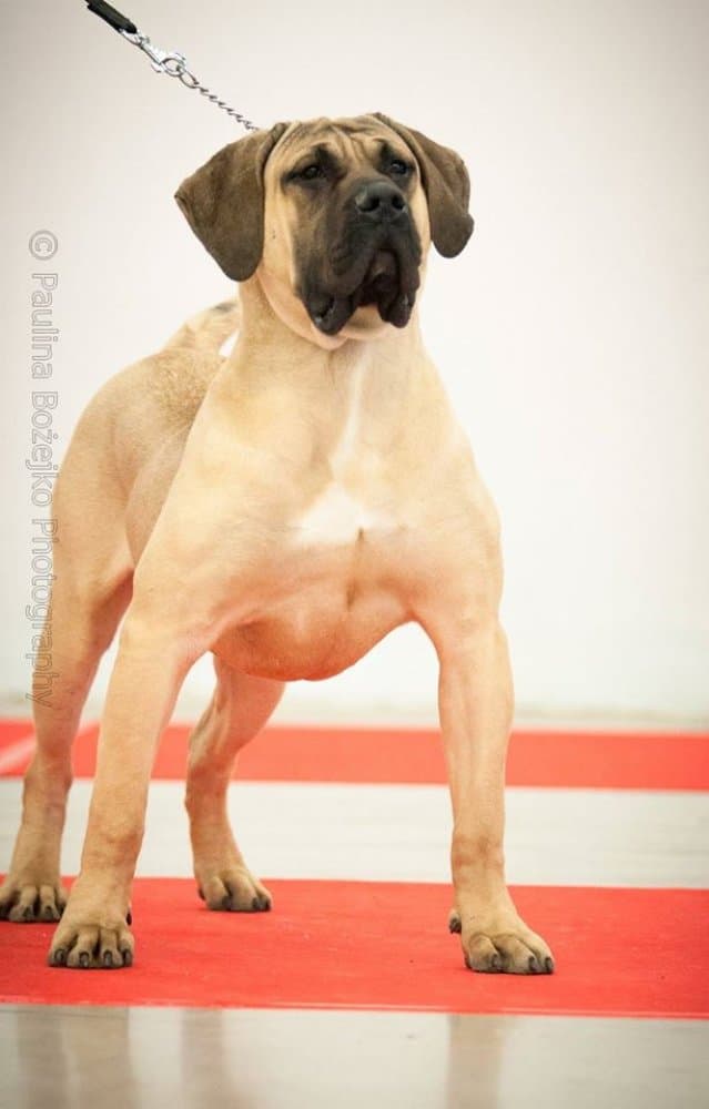 MONTE CHRISTO GRAN CAMPEADOR CAN 1