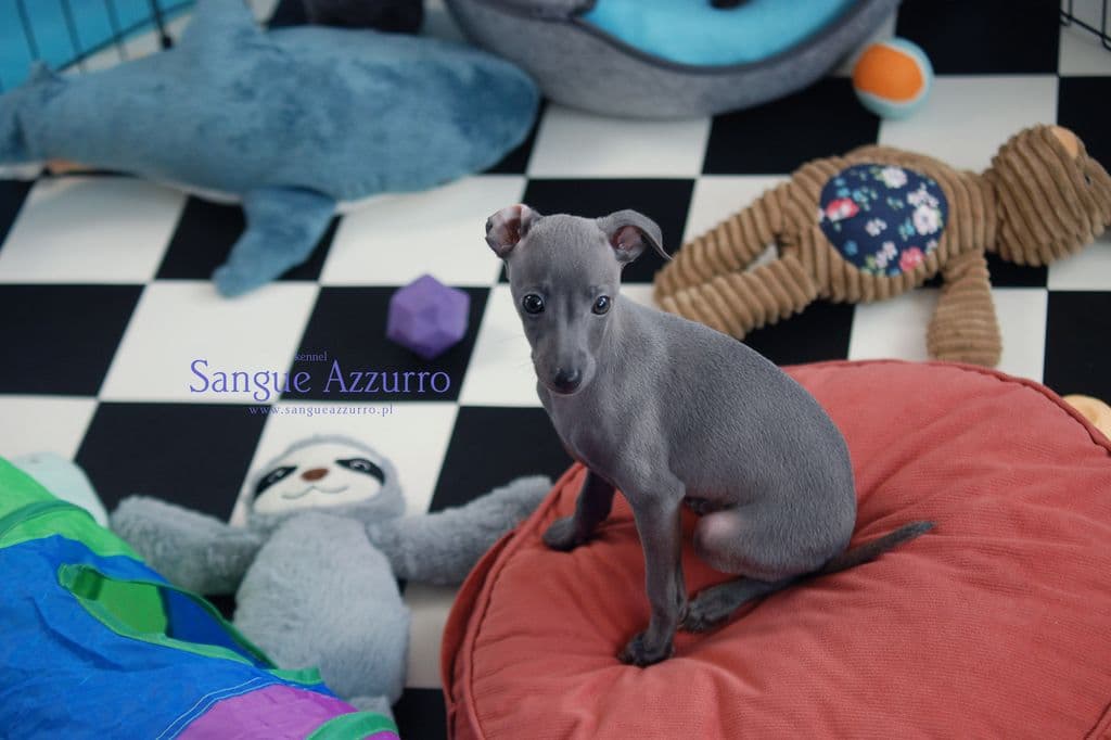 Amarylis Sangue Azzurro 1