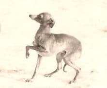 Lento De La Coterel 1