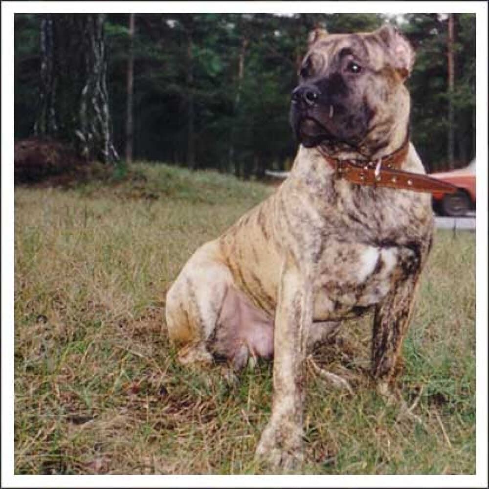 YUMA DE HARIDIAN 1