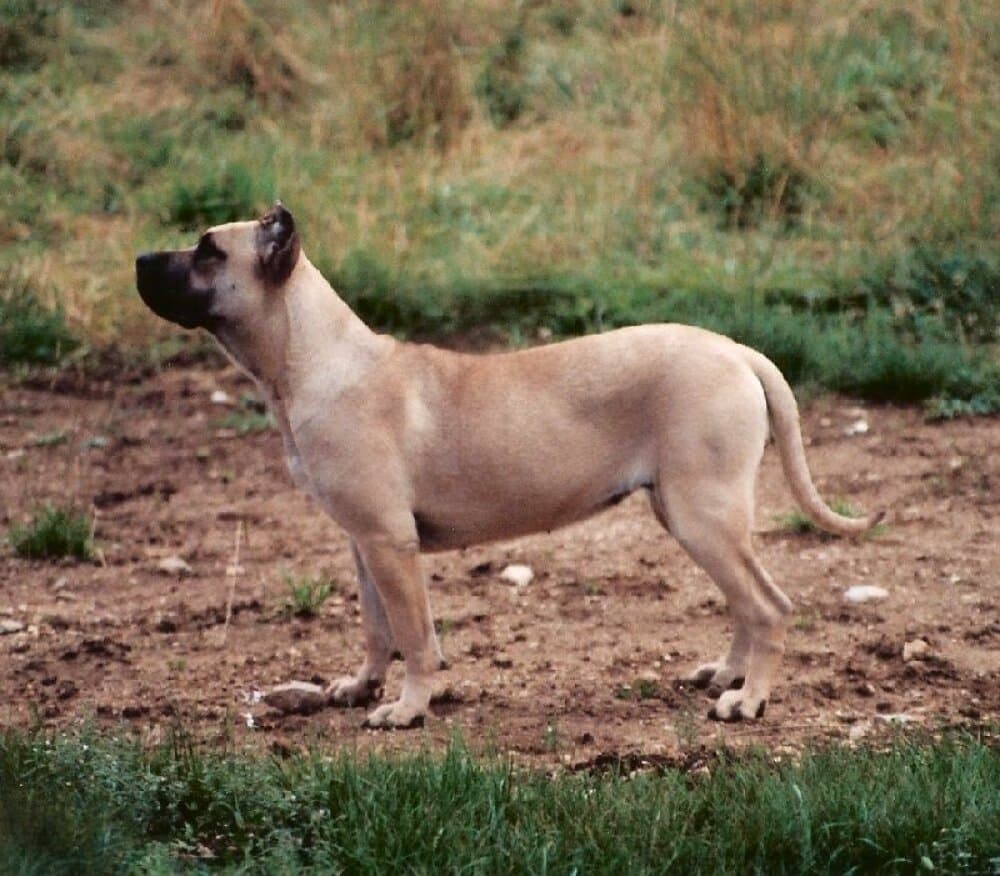 SENA DE BARNACAN BULL 1