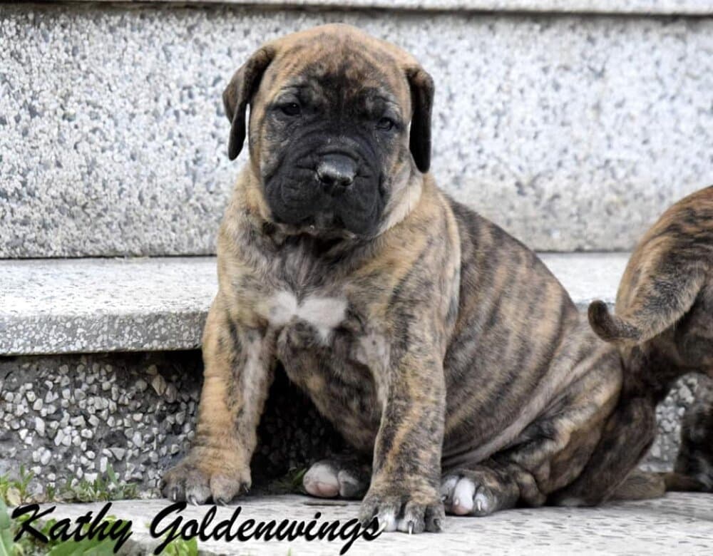 KATHY GOLDENWINGS 1