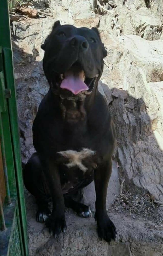 NANA DE ANAGA KENNEL 1