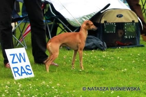 Fido Czarna Rozpacz 1