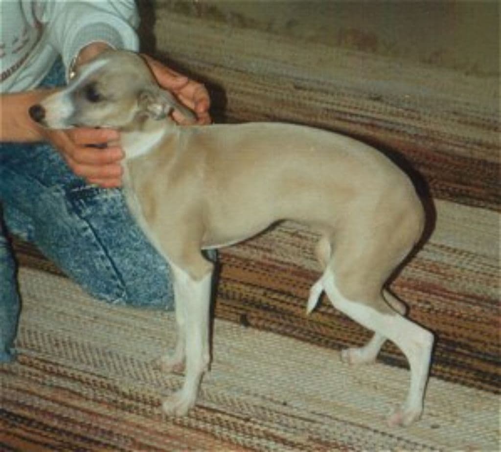 Elegantin Ametisti 1
