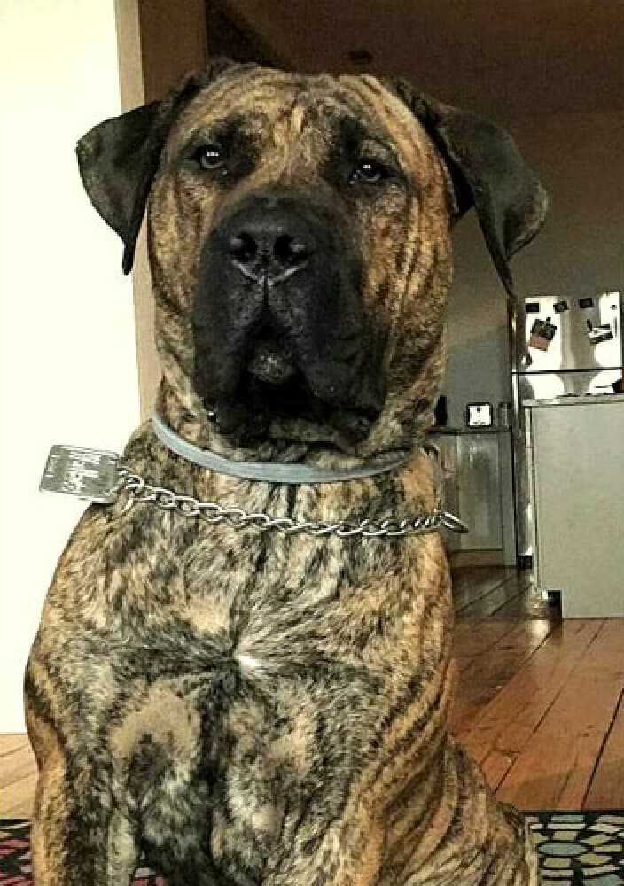 BEARCLAW'S WALLACE 1
