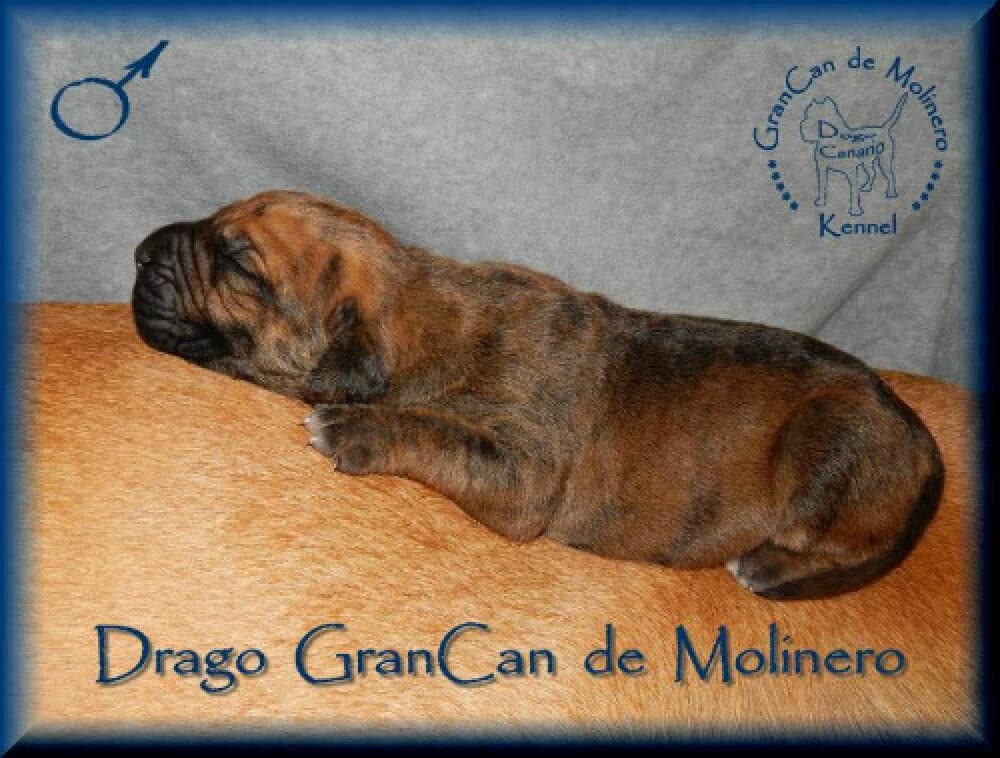 DRAGO GRANCAN DE MOLINERO 1