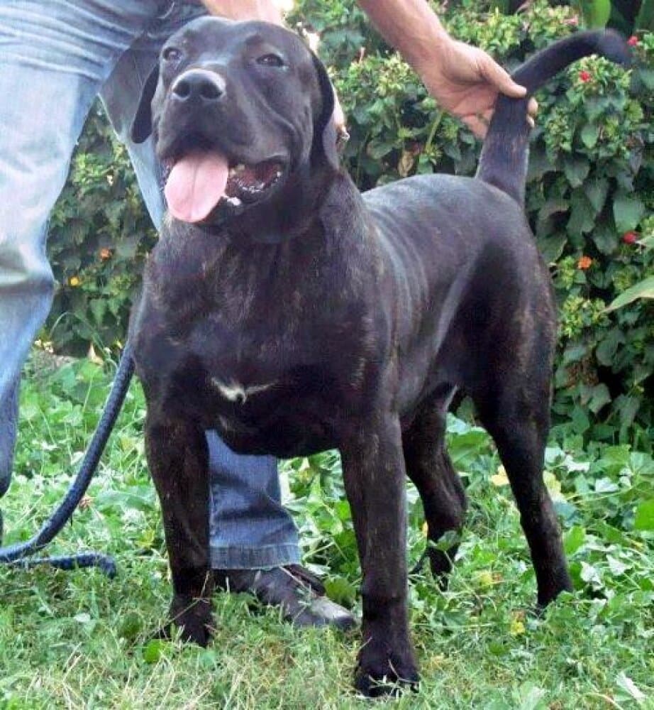 LOS DEVIL DI DRAGO CANARIO 1