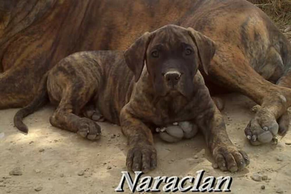 AMAIKA DE NARACLAN 1