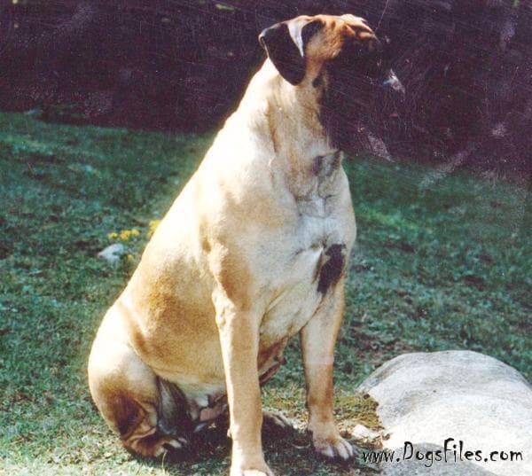 MISTRESS TEAZLE OF KNATCHBULL 1