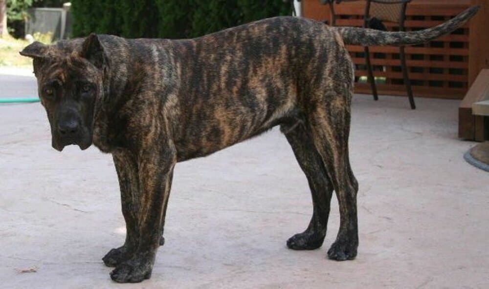 D&G'S SIMBA 1