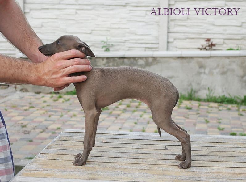 Albioli Victory 1