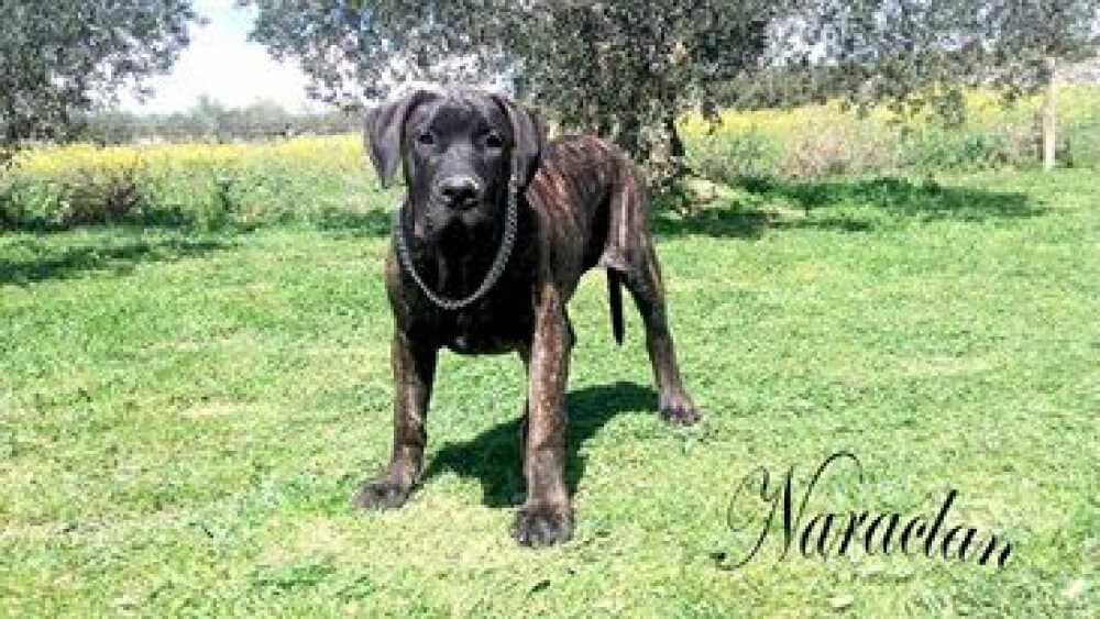 CROM DE NARALCAN 1