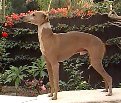 Amore's Royal Stargazer 1